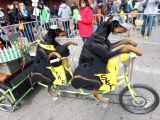 Doberman Pinschers are pedalling a bicycle
