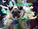 Dogs dress up for the Beggin' Pet Parade