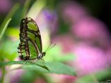 Butterflies Theme for Windows 7