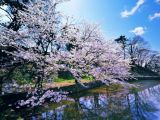 Windows 7 Cherry Blossom Theme