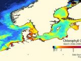 Chlorophyll concentration in the North Sea and Baltic Sea derived from the MERIS instrument on Envisat. These data are used as input to calculate the risk to the environment from ships exchanging their ballast water.