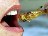 Locusts are also considered a healthy and nutritious snack
