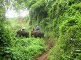 Tourists often ride elephants while exploring jungles in Thailand