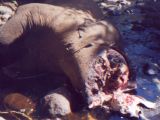 Poached African elephant in Mount Kenya