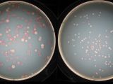 A competition between two bacterial strains (left) leads to the lighter-colored ones winning out (right)