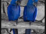 Colorized birds