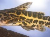 The jaguar driftwood catfish