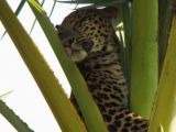 This leopard somehow got stuck in a tree