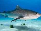 Tiger sharks usually go hunting during nighttime