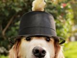 Gentle Golden Retriever was photographed with tiny chicks