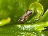 Asian citrus psyllid in the middle of its shenanigans
