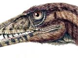 A reconstruction of the head of the newly discovered Triassic, carnivorous dinosaur, Tawa hallae