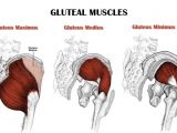 The human behind is made up of so-called gluteal muscles