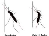 Comparison between Anopheles and common mosquito (Culex)