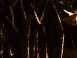 The Goshawk brazenly streaks through thickets