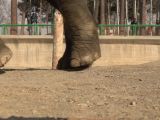 HTC One EYE being stepped on by an elephant