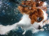 These doggy shots will make you feel better