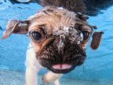 Puppy underwater enjoying the swim