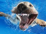 Cute doggies swimming underwater