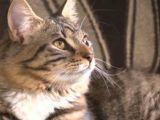 Vets in Canada will soon operate on the feline