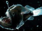 Anglerfish are also known as black seadevils