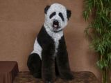 Panda poodle