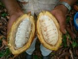 Section cacao pod with pulp and seeds (beans)