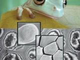 A tree frog's toe pad (upper inset) consists of six-sided skin cells (lower inset) that are covered with cleat-like bumps (bottom)