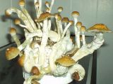 Psylocybe cubensis, one of the most cultivated "magic mushrooms"