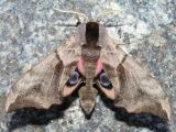 The moth Smerinthus ocellata
