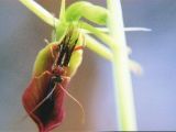 Dupe wasp male (Lissopimpla) attempting to mate with a tongue orchid (Cryptostylis)