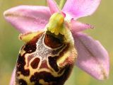 A bee orchid (Ophrys)