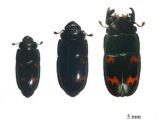 Three types of sap beetles (Librodor japonicus), based on their size