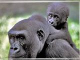 Gorilla toddler on its mother's back