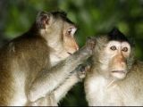 Grooming long-tailed macaques