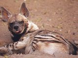 Stripped hyena