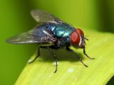 Flies seem too live longer when given ibuprofen