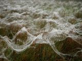 Spider rain in Australia