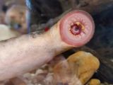 The fish are lampreys