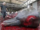 Whale hunts are simply horrific