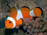 Clownfish (Amphiprion) amongst the tentacles of a sea anemone