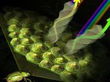 Jewel beetle cells come from spontaneous arrangement of molecules that form as cones. When they solidify, they preserve their structures and produce different colors as light hits them from different angles