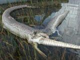 This Everglades alligator was too much for this python