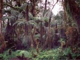 Kilimanjaro cloud forest with giant ferns