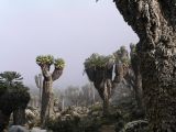 Giant Senecio plants on the Kilimanjaro moorlands