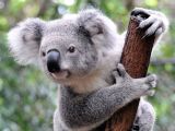 Koalas spend most of their life in trees
