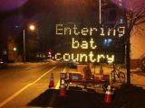 Mind the bats