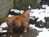 Lions try to hid from visitors throwing snowballs at them