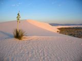 The gypsum sand dunes of White Sands, New Mexico are a dramatic landscape and a unique environment to observe "evolution in action"
