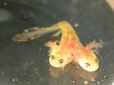 Specialists say many salamanders in Israel display abnormalities